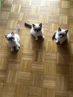 3 Mischling Kitten suchen liebevolles Zuhause