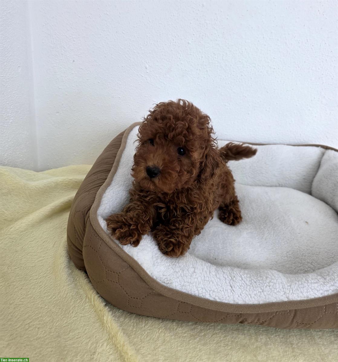 Toy Pudel Welpen zu verkaufen
