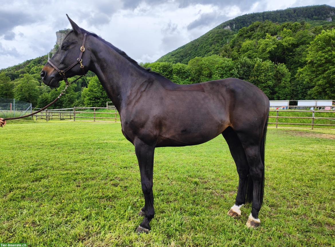 12-jähriger Schweizer Warmblut Wallach zum verkaufen