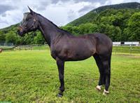 12-jähriger Schweizer Warmblut Wallach zum verkaufen