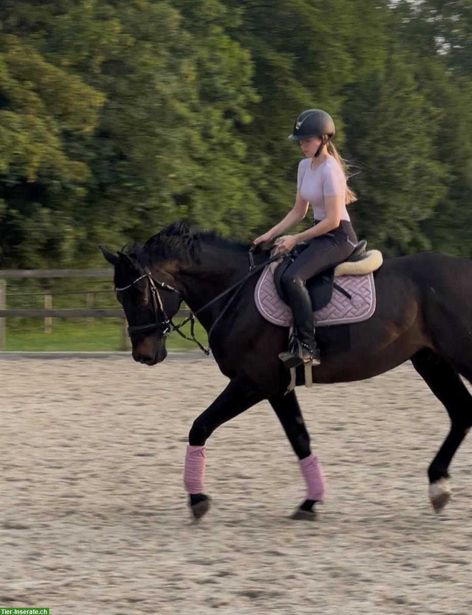 Bild 2: 12-jähriger Schweizer Warmblut Wallach zum verkaufen