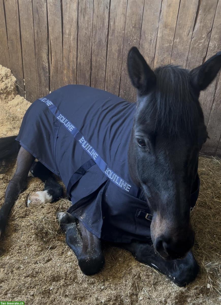 Bild 3: 12-jähriger Schweizer Warmblut Wallach zum verkaufen