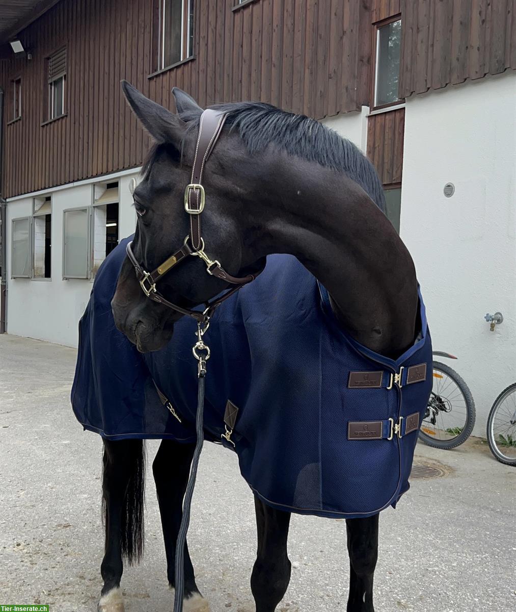 Bild 4: 12-jähriger Schweizer Warmblut Wallach zum verkaufen
