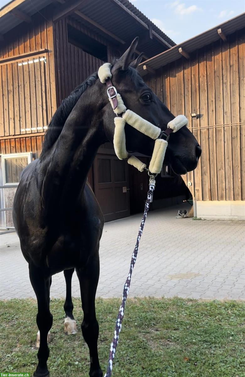 Bild 5: 12-jähriger Schweizer Warmblut Wallach zum verkaufen