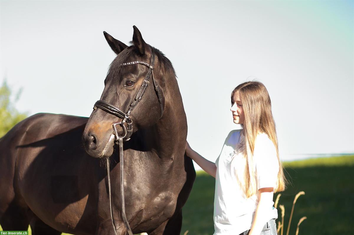 Bild 6: 12-jähriger Schweizer Warmblut Wallach zum verkaufen