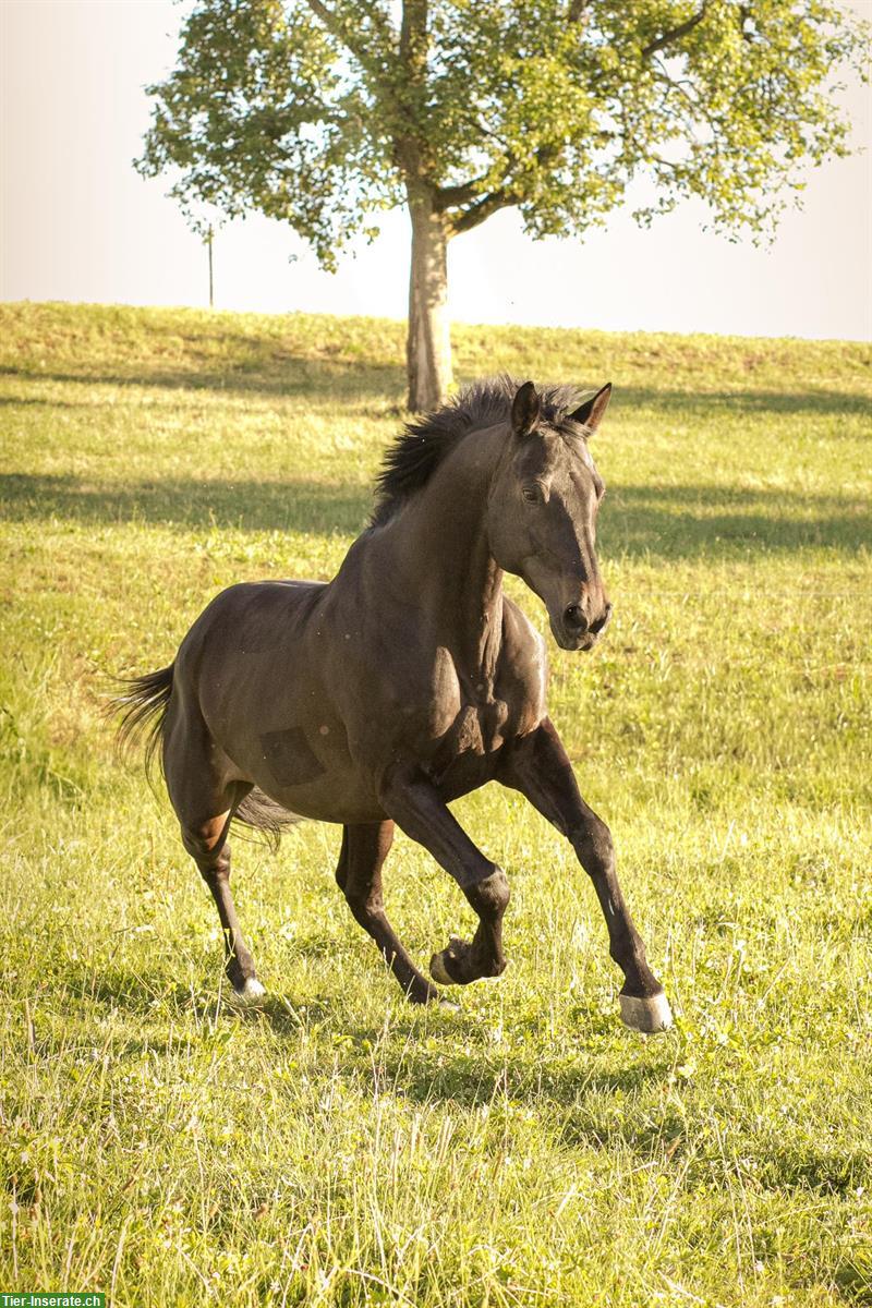 Bild 7: 12-jähriger Schweizer Warmblut Wallach zum verkaufen