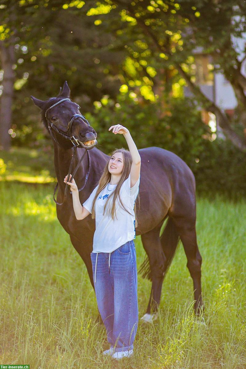 Bild 8: 12-jähriger Schweizer Warmblut Wallach zum verkaufen