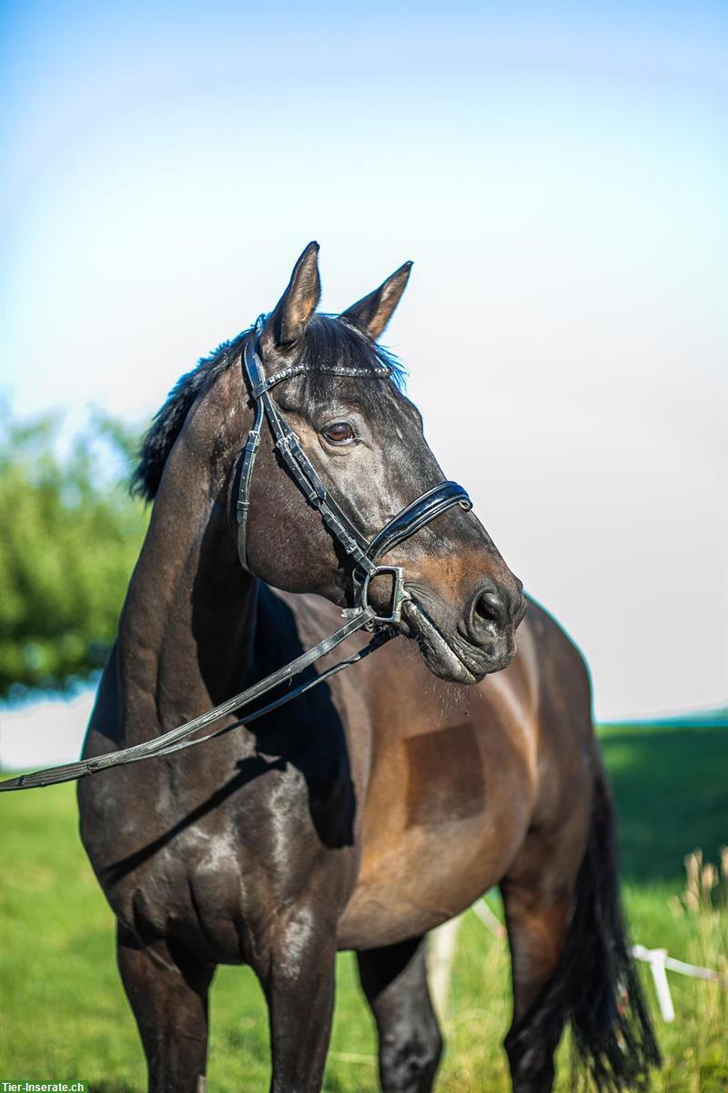 Bild 9: 12-jähriger Schweizer Warmblut Wallach zum verkaufen