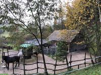 Offenstallplatz frei in Dicken bei Degersheim SG