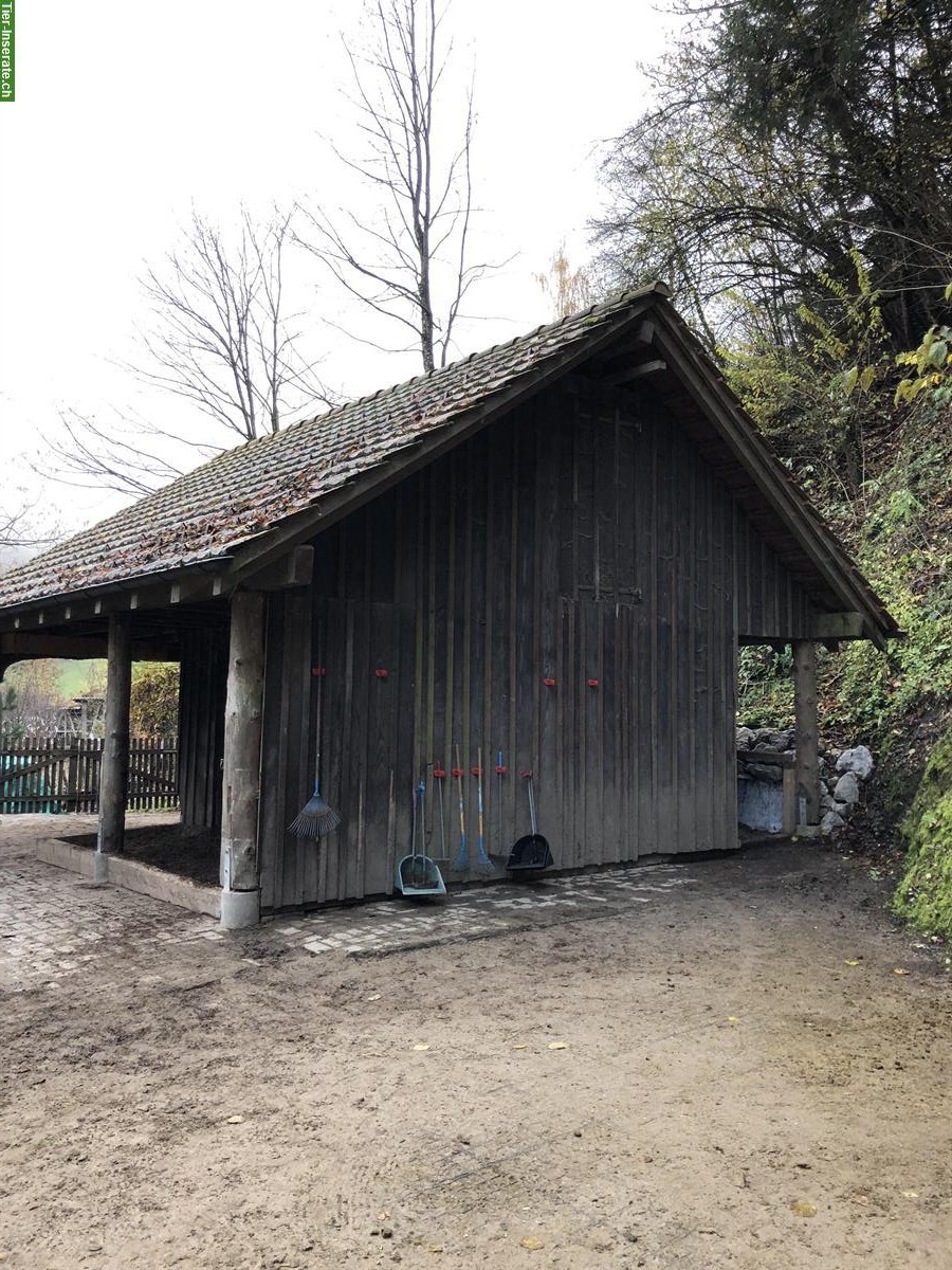 Bild 3: Offenstallplatz frei in Dicken bei Degersheim SG