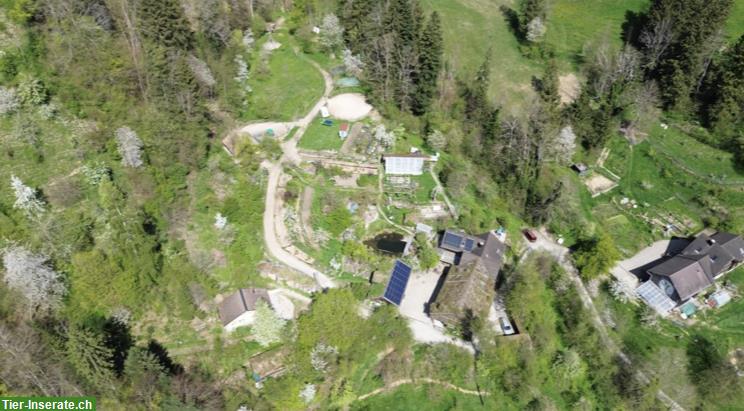 Bild 7: Offenstallplatz frei in Dicken bei Degersheim SG