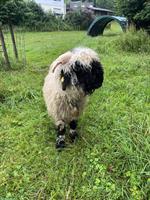 Junger Walliser Schwarznasen Widder Kurtli sucht neue Herde