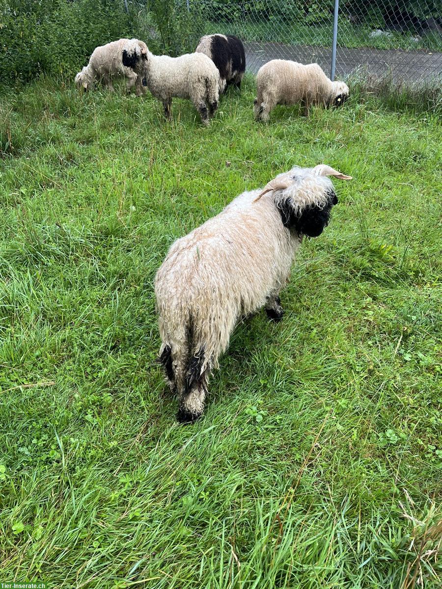 Bild 3: Junger Walliser Schwarznasen Widder Kurtli sucht neue Herde