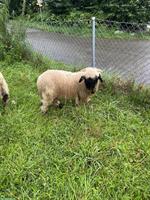 Junger Walliser Schwarznasen Widder Henry sucht neue Herde