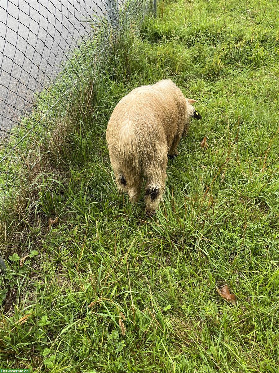 Bild 2: Junger Walliser Schwarznasen Widder Henry sucht neue Herde
