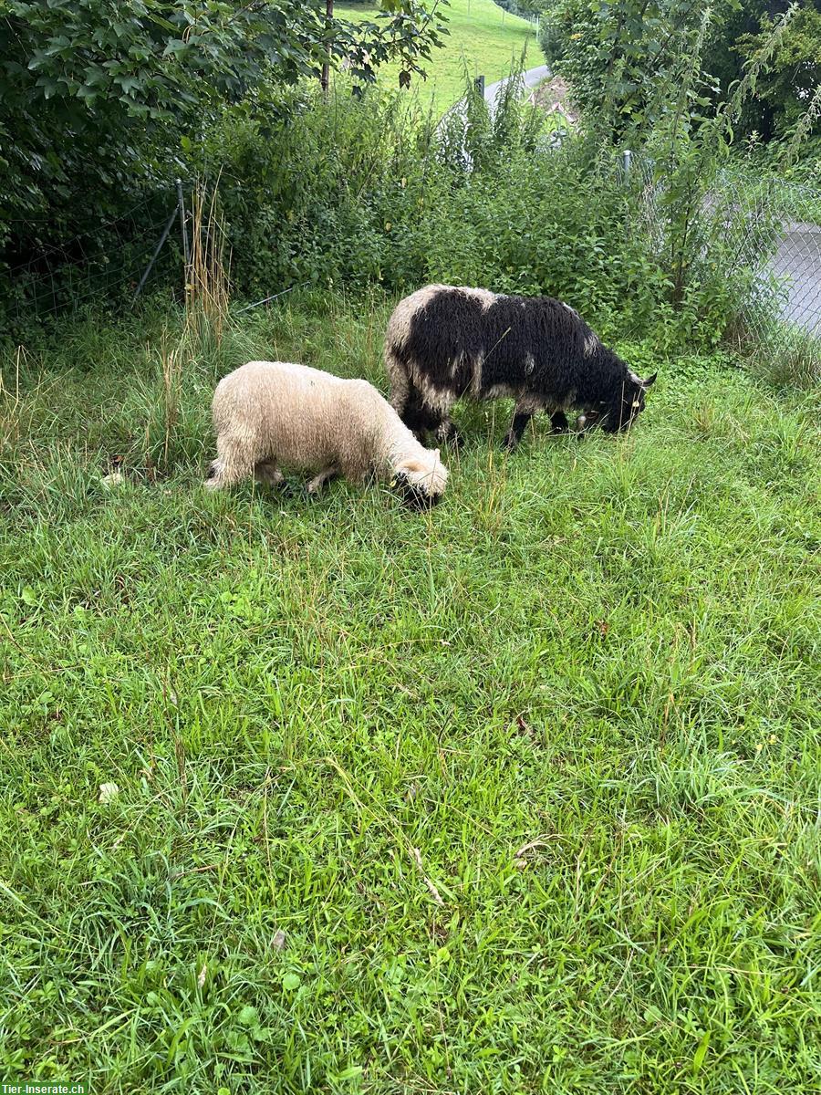 Bild 3: Junger Walliser Schwarznasen Widder Henry sucht neue Herde