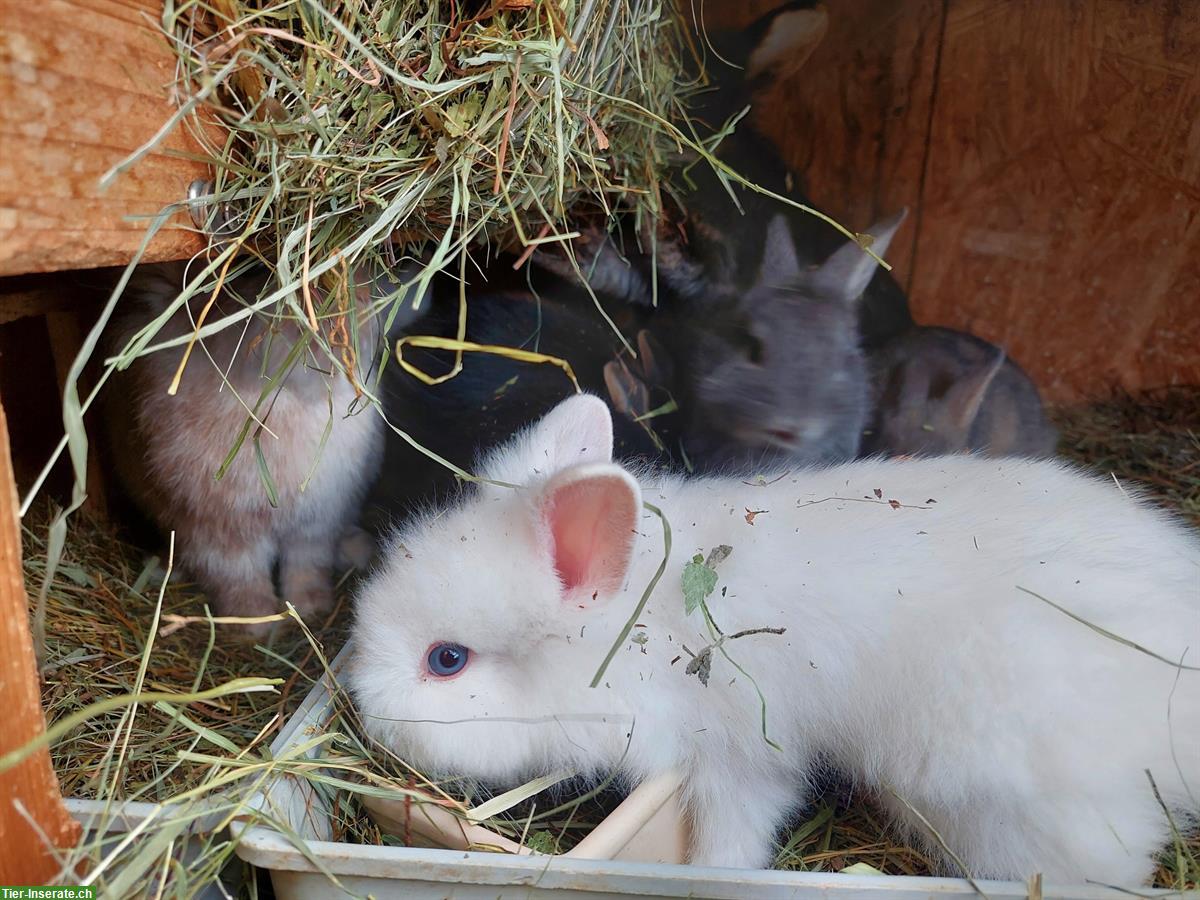 Bild 6: Junge Zwergkaninchen suchen neues Zuhause