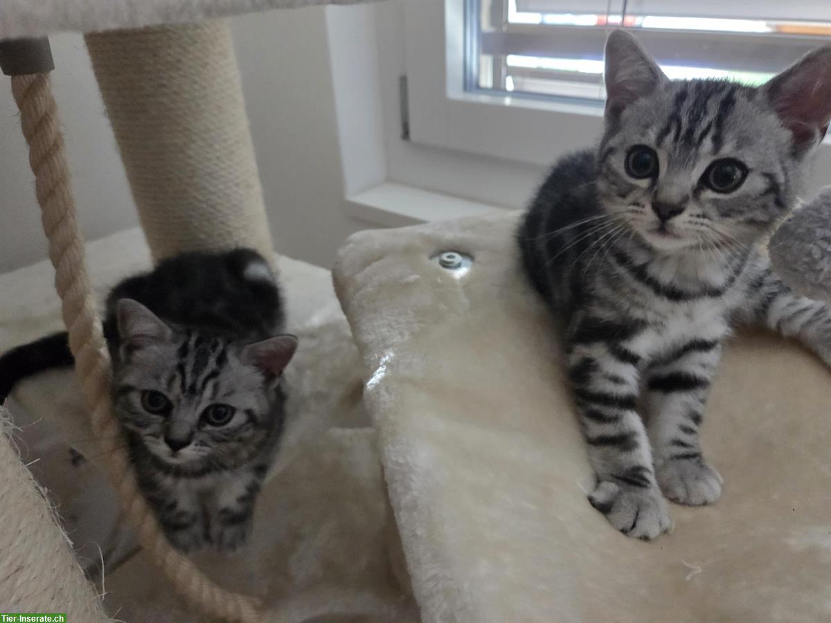 BKH Kitten Silver Tabby (Whiskas) suchen neues Zuhause