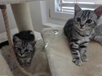 BKH Kitten Silver Tabby (Whiskas) suchen neues Zuhause