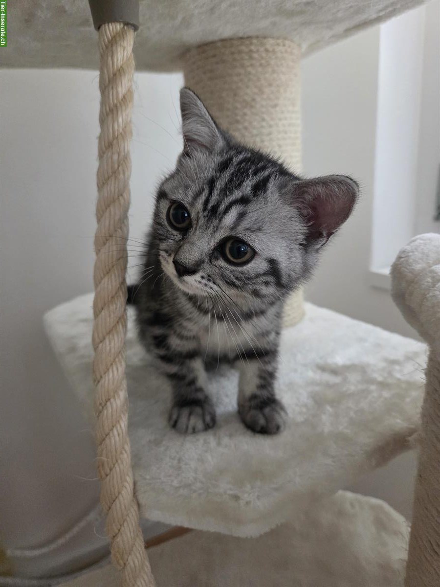 Bild 2: BKH Kitten Silver Tabby (Whiskas) suchen neues Zuhause
