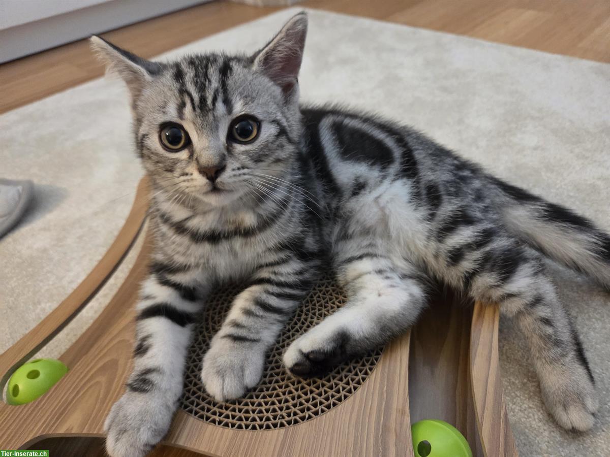 Bild 3: BKH Kitten Silver Tabby (Whiskas) suchen neues Zuhause