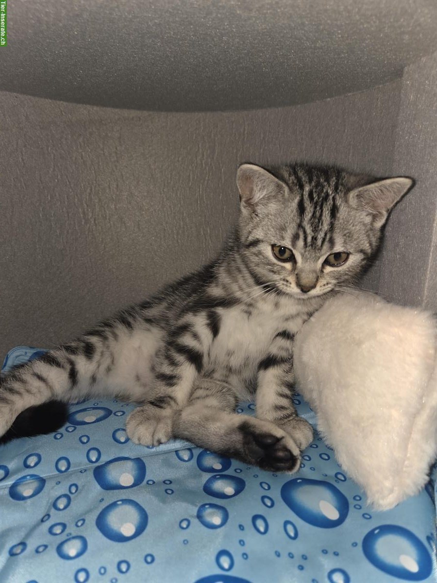 Bild 4: BKH Kitten Silver Tabby (Whiskas) suchen neues Zuhause