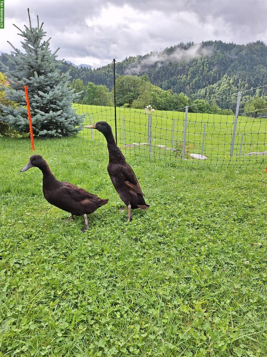 Bild 3: Laufenten Erpel zu verschenken