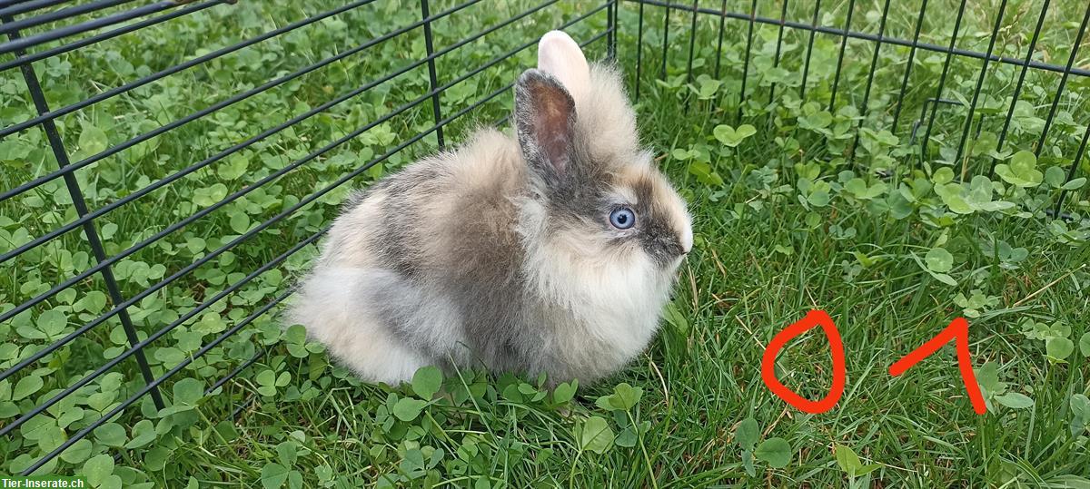 Zwergkaninchen Löwenköpfchen, weiblich & männlich