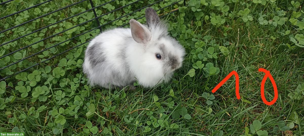 Bild 3: Zwergkaninchen Löwenköpfchen, weiblich & männlich