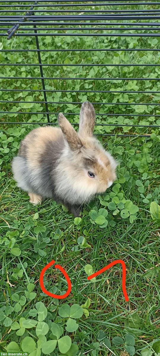 Bild 4: Zwergkaninchen Löwenköpfchen, weiblich & männlich