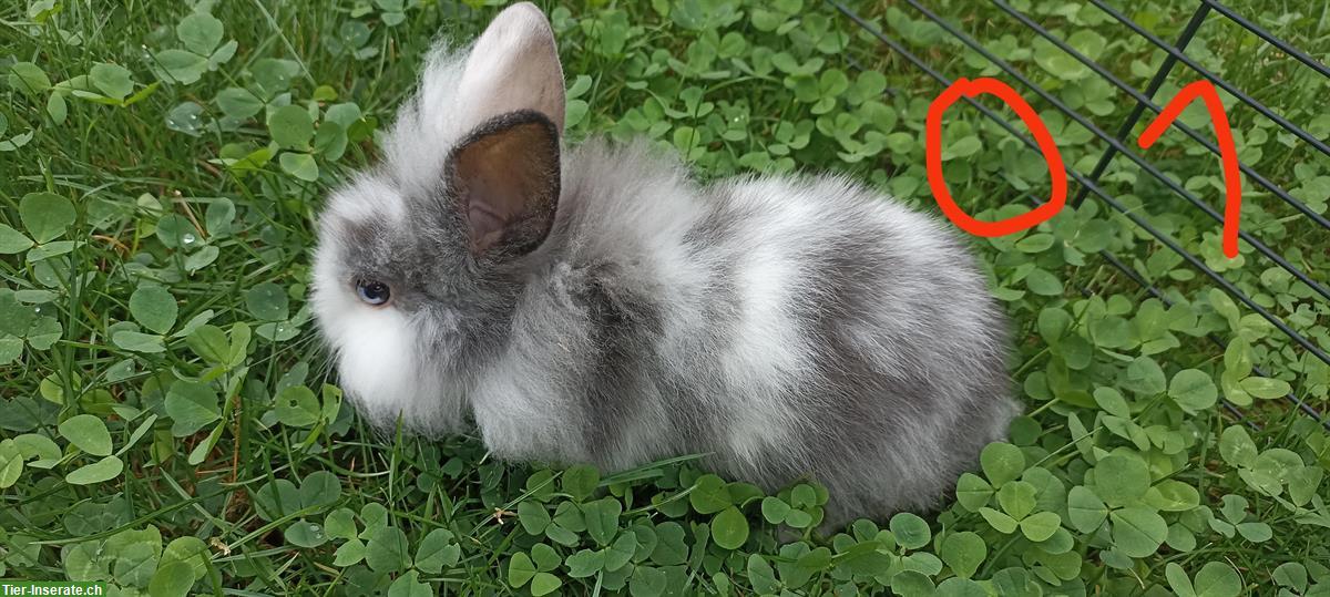 Bild 6: Zwergkaninchen Löwenköpfchen, weiblich & männlich