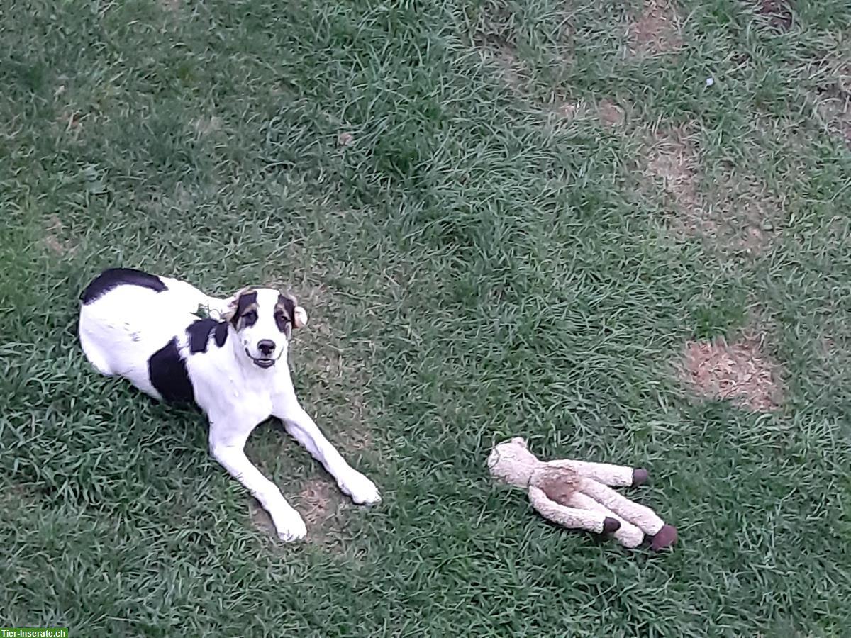 Bild 2: Pinscher Mischlingsrüde sucht ein neues Zuhause