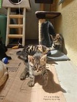 Mischling Babykatzen zu verkaufen