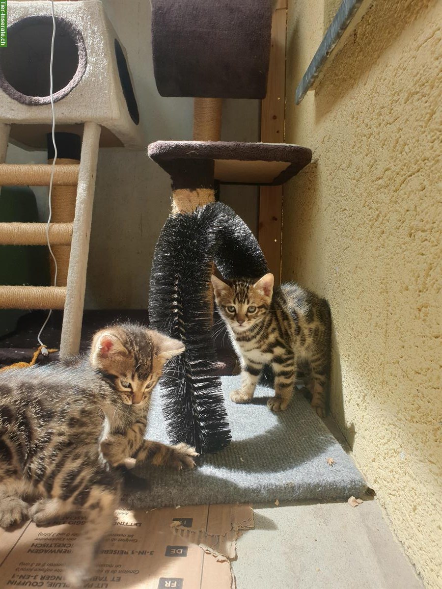 Bild 2: Mischling Babykatzen zu verkaufen