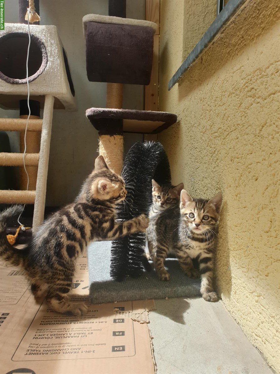 Bild 3: Mischling Babykatzen zu verkaufen