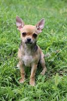 Kurzhaar Chihuahua Welpen aus CH Zuchtstätte