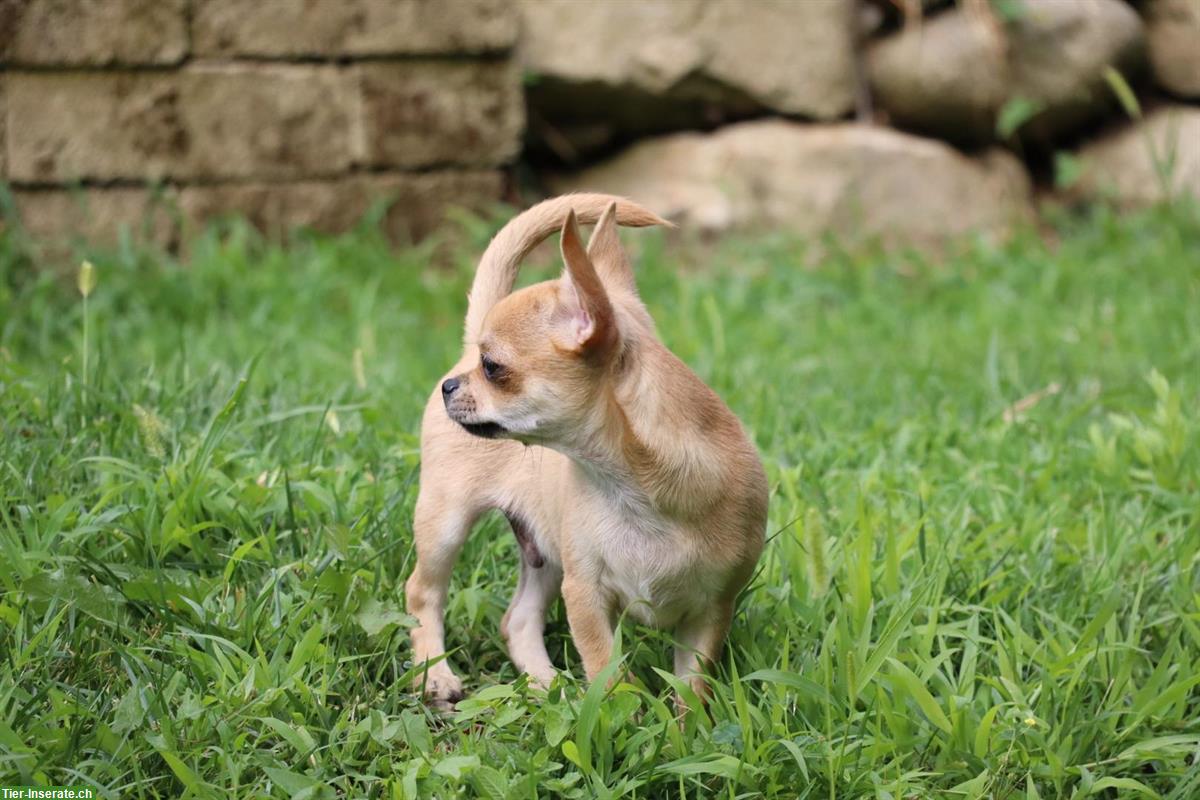 Bild 2: Kurzhaar Chihuahua Welpen aus CH Zuchtstätte