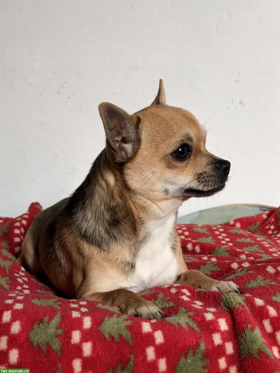 Bild 4: Kurzhaar Chihuahua Welpen aus CH Zuchtstätte