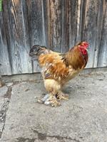 Gold Brahma Hahn, 1-jährig