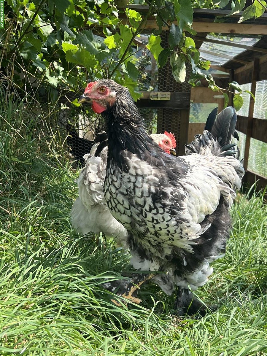 Bild 3: Junge Brahma Hähne, sehr brav
