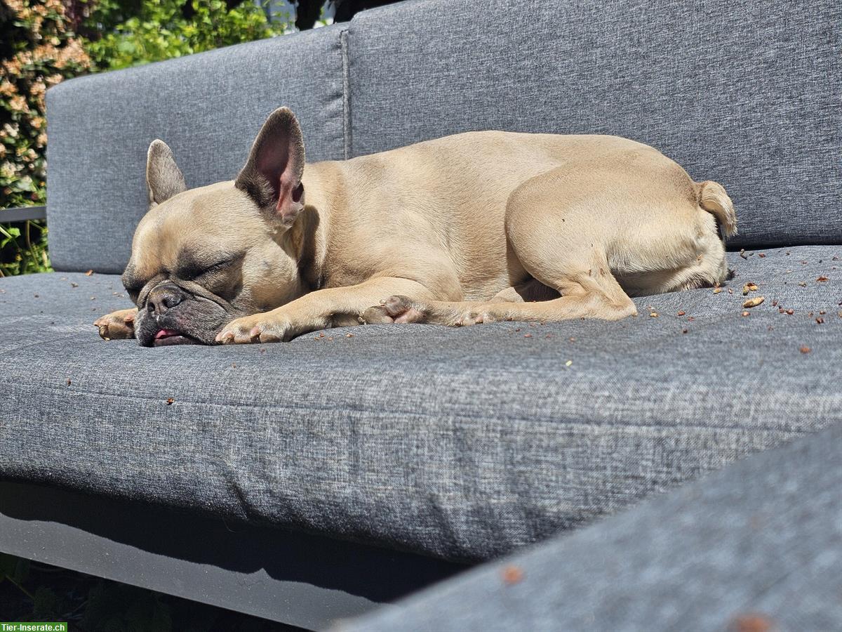 Französische Bulldogge Hündin - Klein aber oho