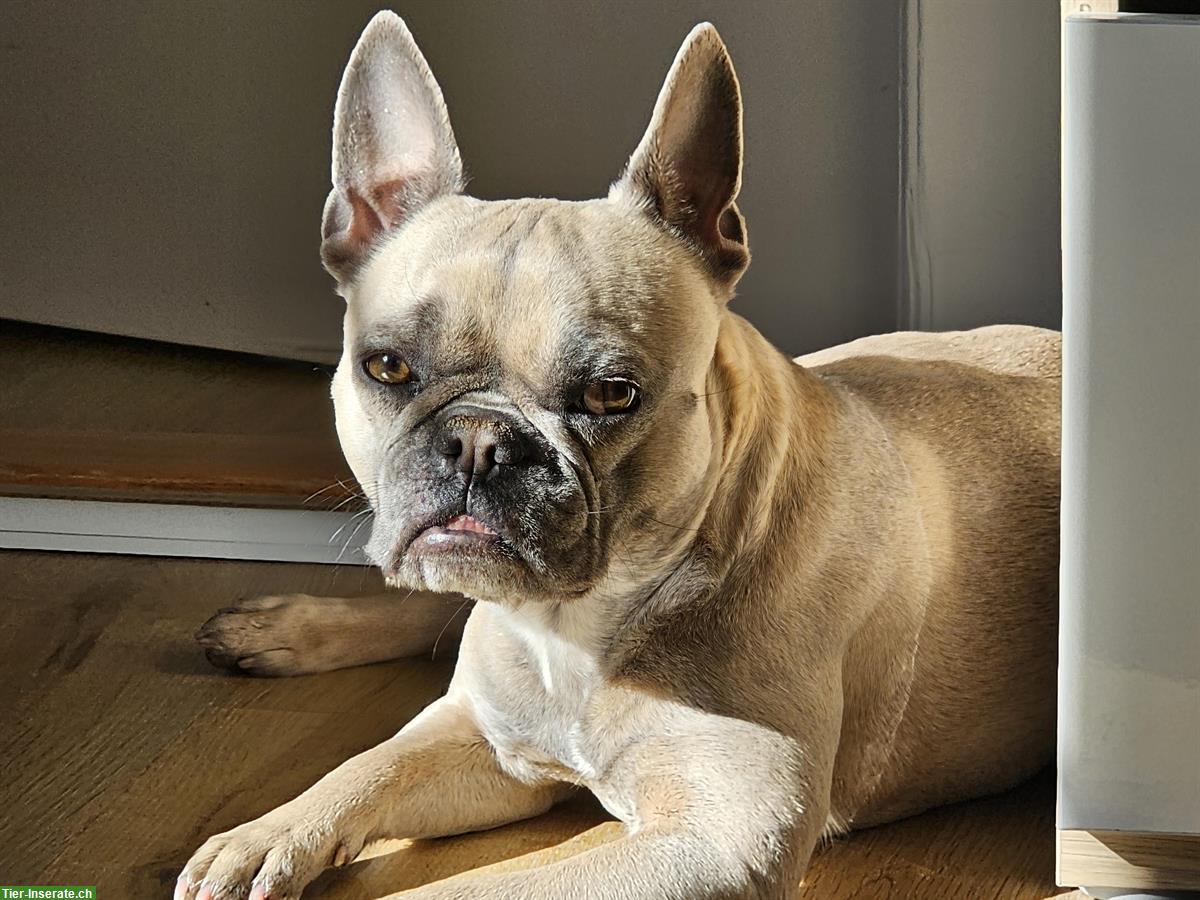 Bild 2: Französische Bulldogge Hündin - Klein aber oho
