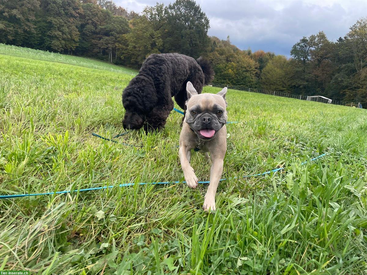 Bild 3: Französische Bulldogge Hündin - Klein aber oho