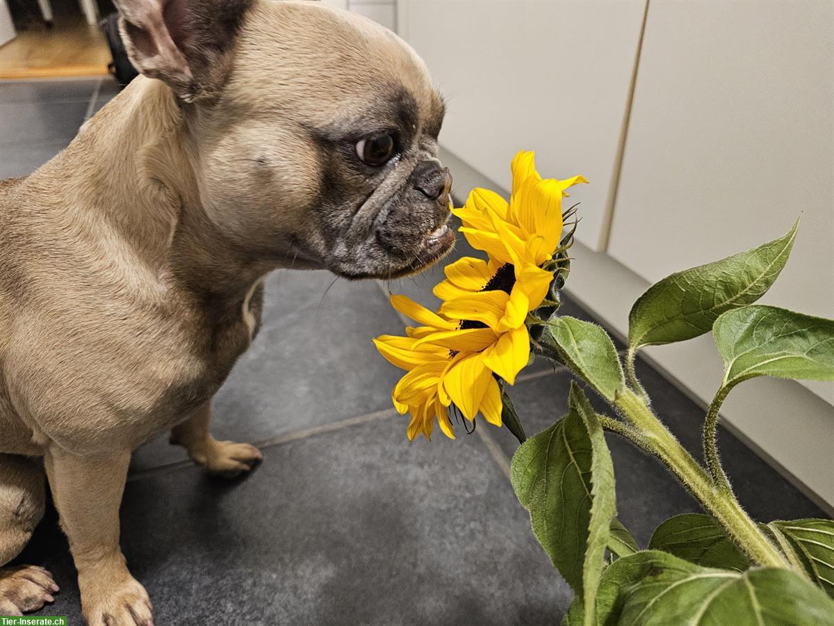 Bild 4: Französische Bulldogge Hündin - Klein aber oho
