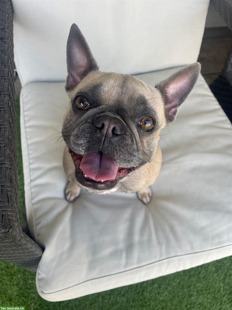 Bild 6: Französische Bulldogge Hündin - Klein aber oho