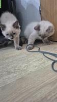 Ragdoll Kitten, Kater zu verkaufen