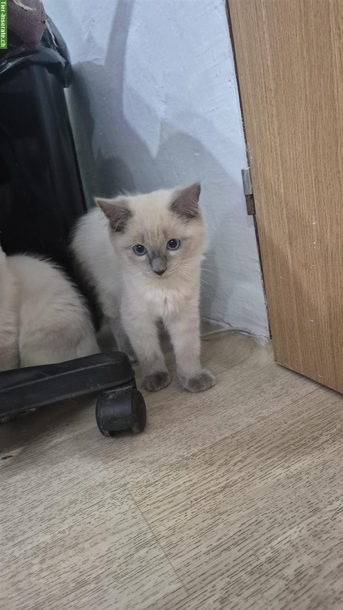 Bild 2: Ragdoll Kitten, Kater zu verkaufen