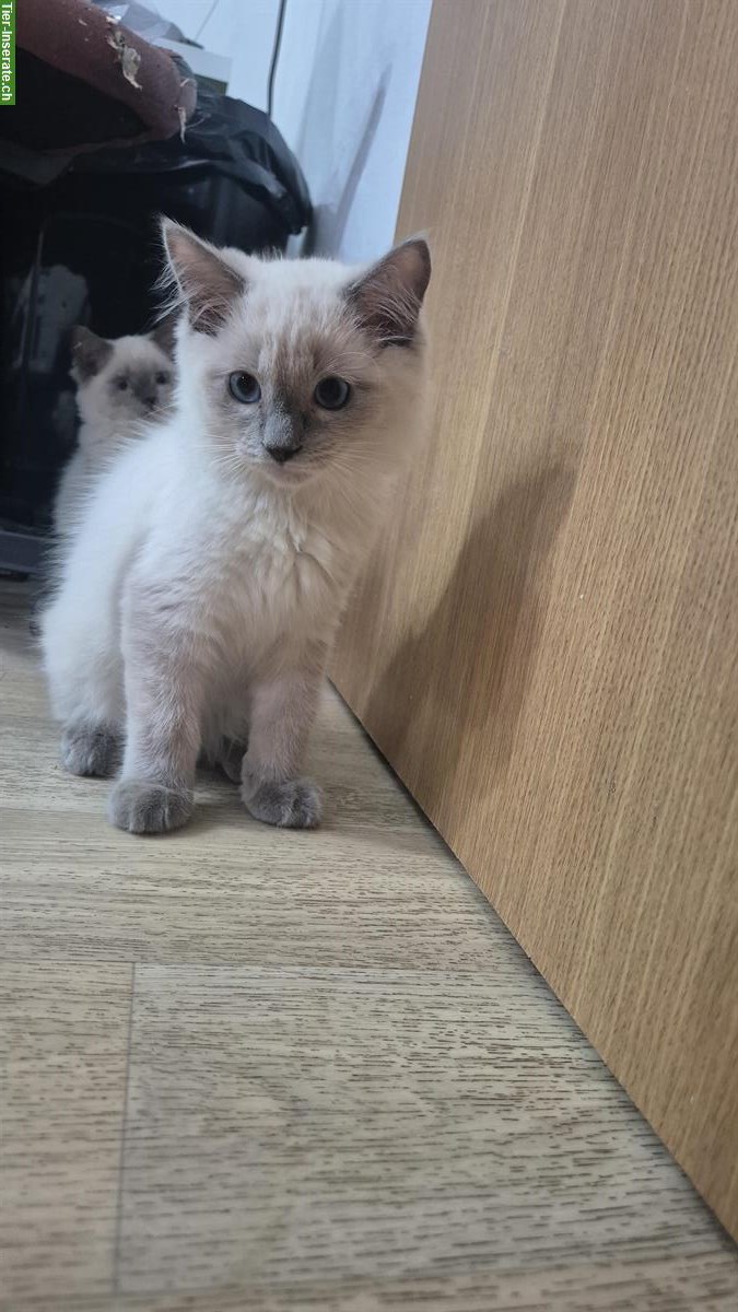 Bild 3: Ragdoll Kitten, Kater zu verkaufen