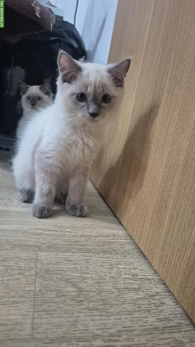 Bild 4: Ragdoll Kitten, Kater zu verkaufen