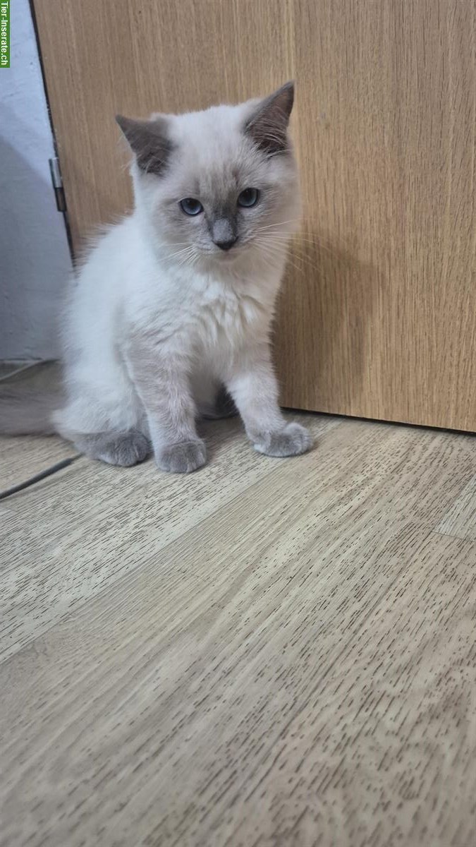 Bild 5: Ragdoll Kitten, Kater zu verkaufen